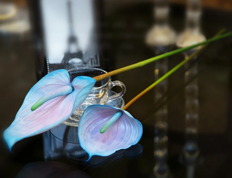 Anthurium Flowers And Plants Anthurium Plants For Sale Buy Anthuriums