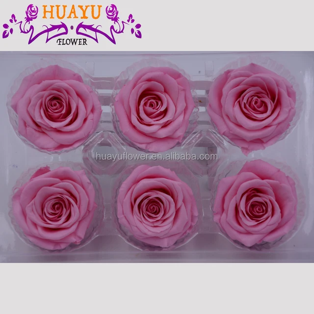 Live Rose Plants Black On Alibaba Forever For Wedding Rose Plants Black On Alibaba Forever