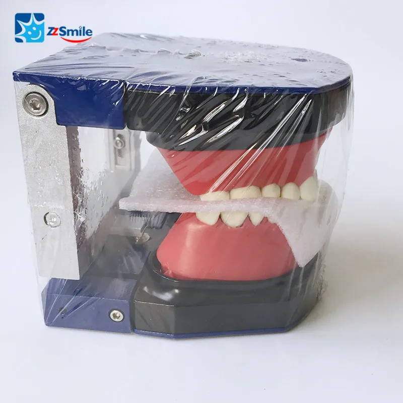 歯列矯正歯科タイポドント歯モデル 矯正steelteethモデル Buy 歯解剖モデル 歯列矯正歯科タイポドント歯モデル 歯列矯正練習歯モデル Product On Alibaba Com