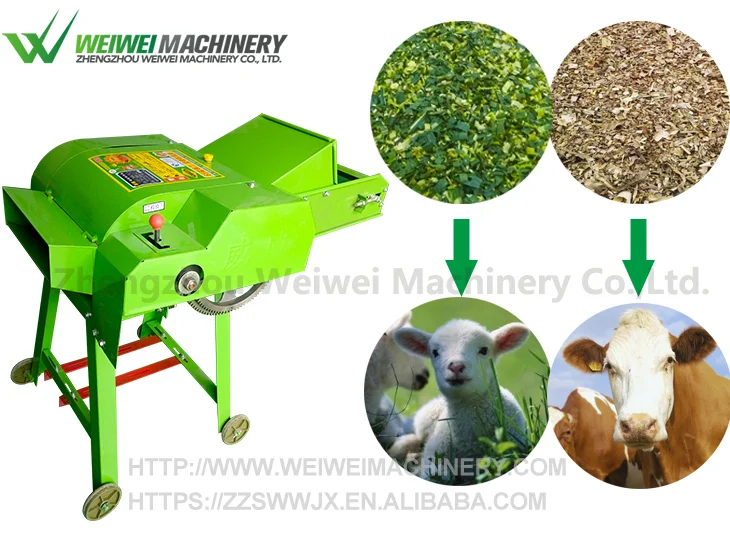 philippine corn silage