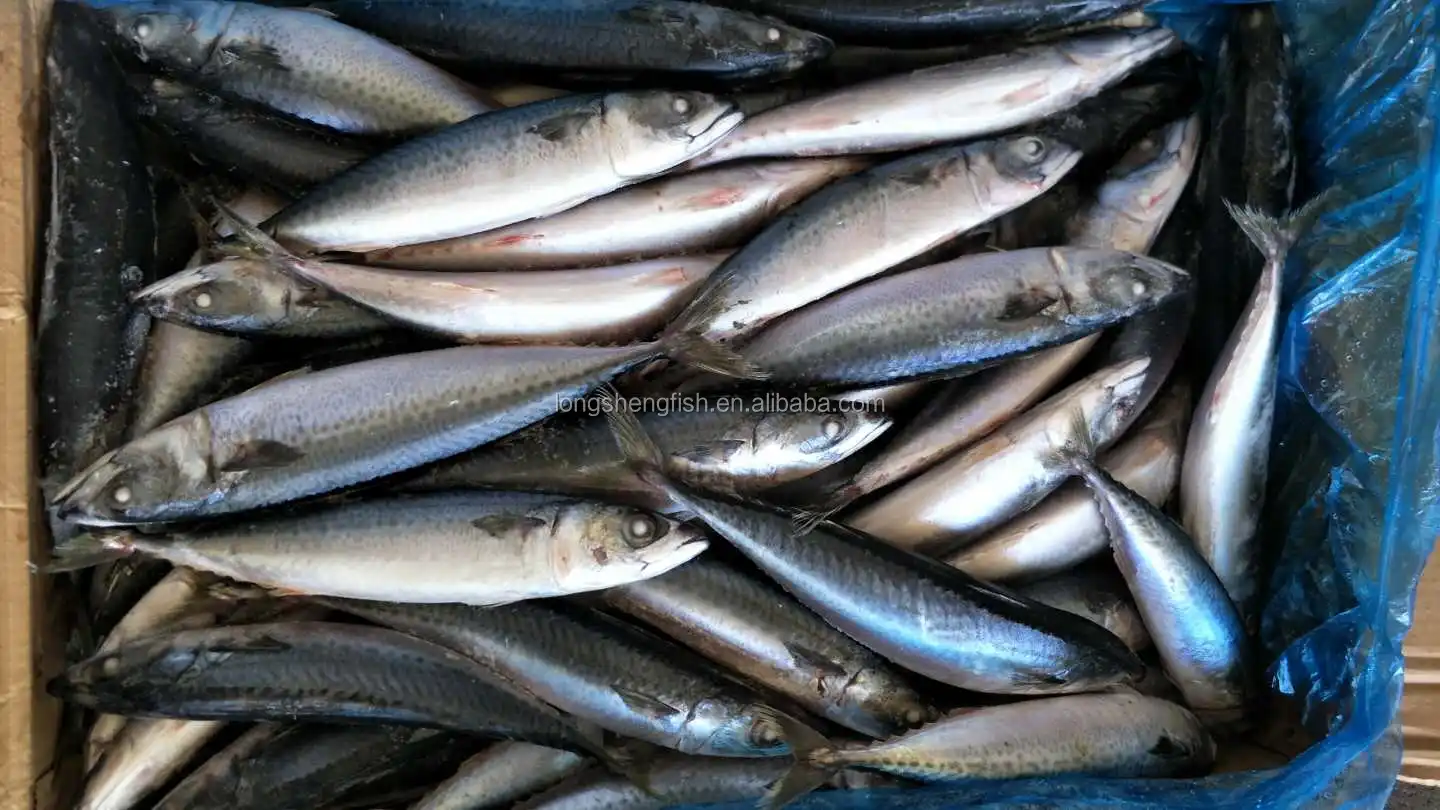 热销清真食品21新款太平洋鲭鱼日本鲭鱼saba鲭鱼 Buy Pacific Mackerel White Belly Halal Pacific Mackerel Scomber Japonicus Product On Alibaba Com