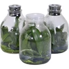 Orchid Phalaenopsis tissue culture flask seedlings for sale
