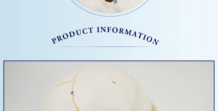10 anatomical skull model.jpg
