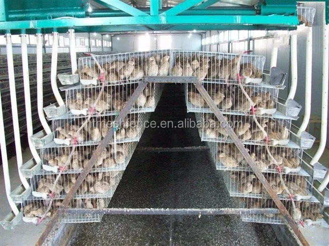 Galvanized A Type Layer Quail Cages For Sale In Kenya Farm Buy A Type