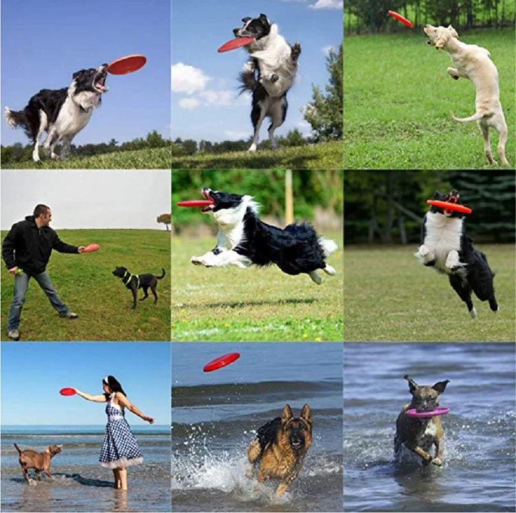 Pet sports. Fly Pet. Dog Flyer.