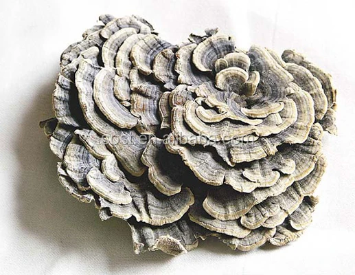 SOST China Manufacturer 10%-60% Polysaccharide Coriolus Versicolor Mushroom Extract Powder.jpg