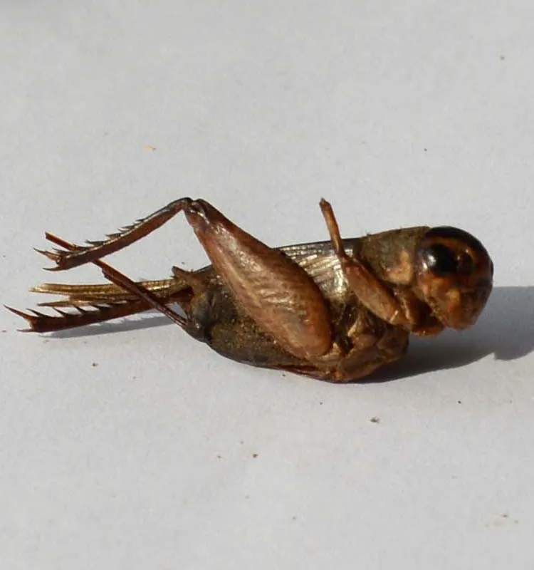 Drum(100g) Packed Freeze Dried Crickets For Wild Bird ;dried Cricket