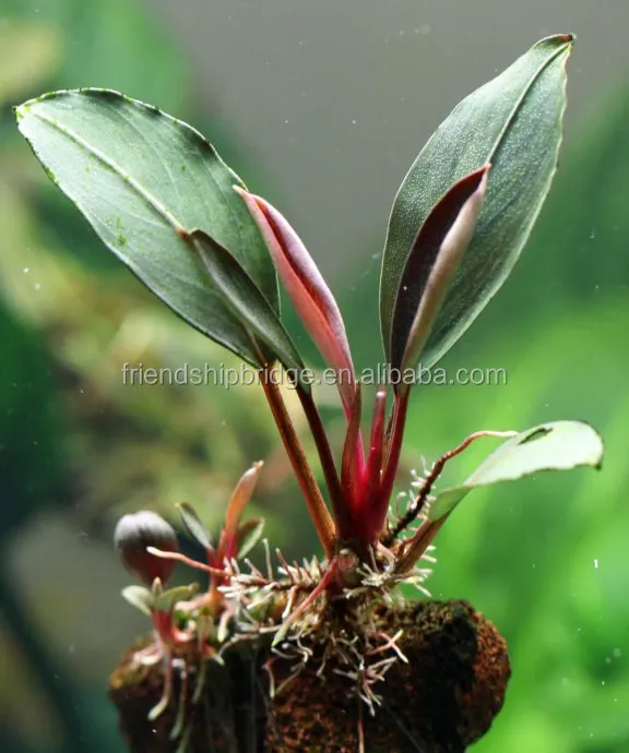Bucephalandra 7.jpg