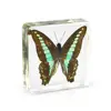 Butterfly Graphium Sarpedon Resin Specimen for Biological Teaching Resources Beautiful Gift Paperweight Various Choice Factory
