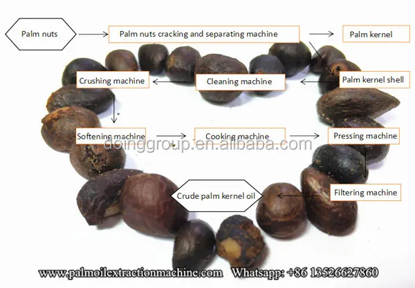 Small scale palm kernel oil extraction machine palm kernel pressing machine