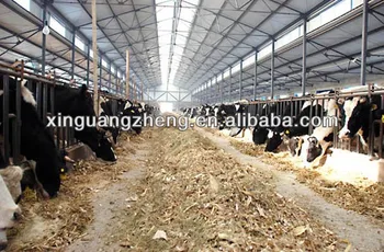 Professional Design Steel Structure Cow Farm House - Buy 