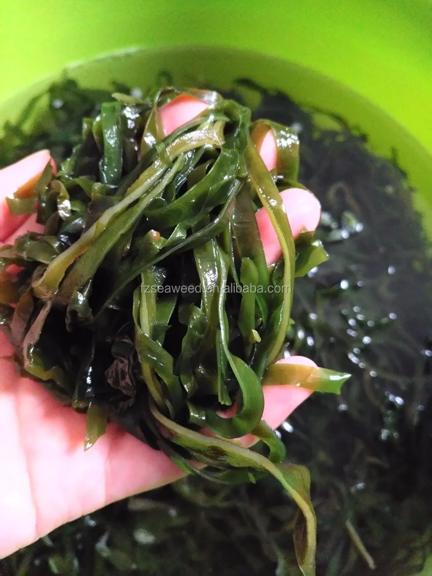 Wholesale Halal Pure Dried Seaweed Shredded Laminaria/kombu/kelp