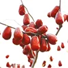 Xinjiang bulk dates price of dried jujube da zao
