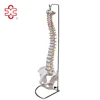 XC-105 Xincheng Scientific Human Spine Anatomic Model