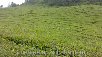Lemon Flavor Tie Kuan Yin Oolong Tea - 4uTea | 4uTea.com