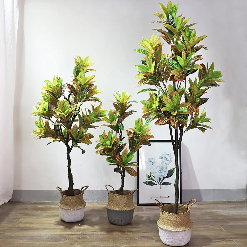 Beli Indonesian Set Lot Murah Grosir Indonesian Set Galeri Gambar Di Pohon Puring Alibaba Com