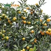 Wholesale 1st Class Price Sweet Navel Oranges