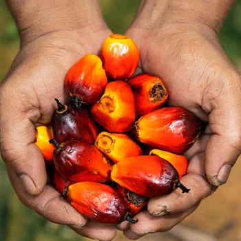 4000 Gambar Buah Kelapa Sawit Mentah HD Terbaik 4000 Gambar Buah Kelapa Sawit Mentah HD Terbaik