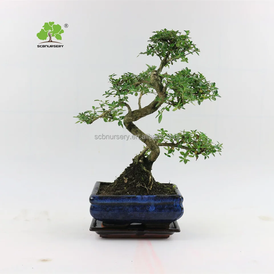 Serissa 15 см S форма Крытый внутренней бонсай питомник китайский дерево бонсай