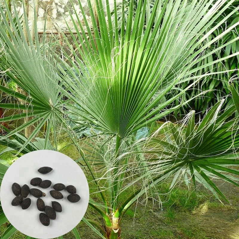 Семена пальм домашних вишня семена описание