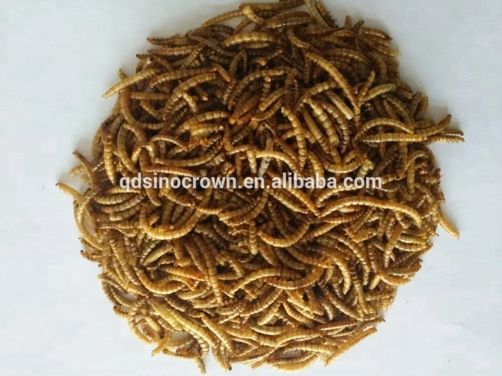 gusano humedad