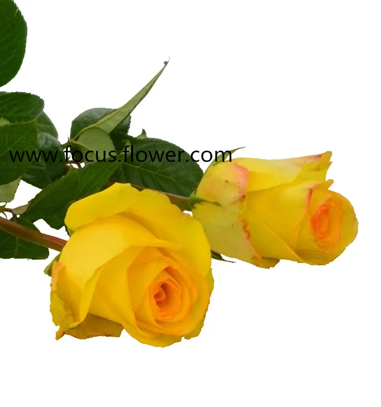 صور الورد الاصفر - صفحة 2 Hot-sale-natural-larg-rose-flowers-fresh