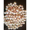 Grade A High Quality Macadamia Nuts Organic factory price Macadamia nuts with shell and Without shell
