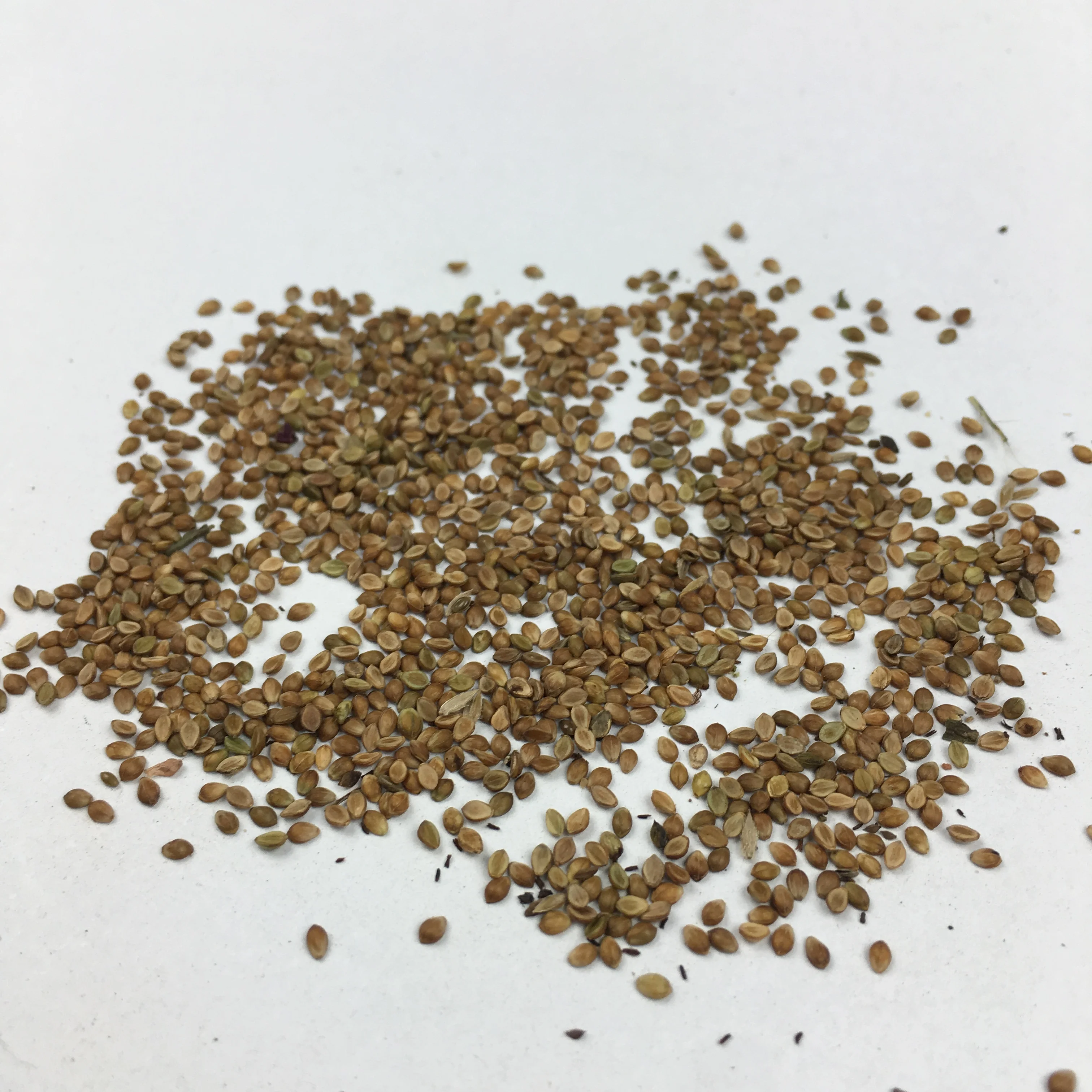 seashore paspalum seed for sale