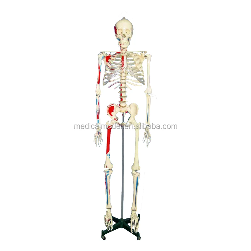 Menschliches Skelett Bildung Anatomie Modell Halfte Muskeln Farbige Nummeriert Buy Skeleton Bildung Anatomie Modell Menschliches Skelett Mit Muskeln Nummeriert Skeleton Anatomie Modell Product On Alibaba Com