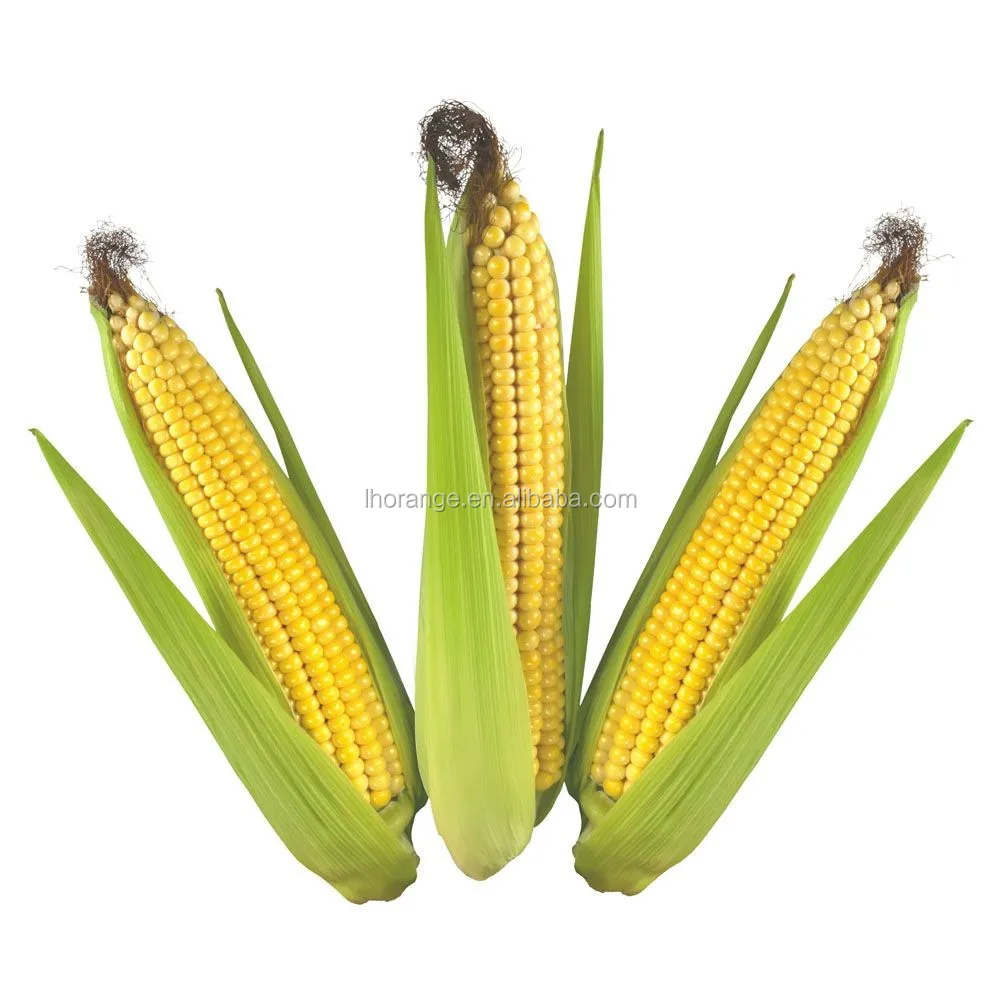 fresh maize sheller machine with conveyor