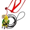 bird harness for bird