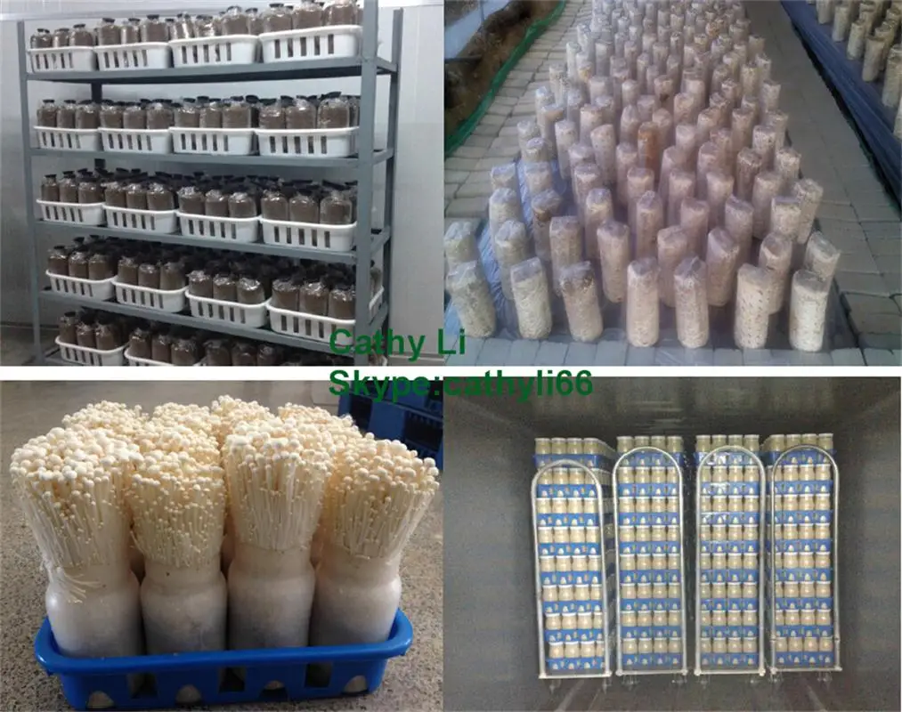 different mushrooms.jpg