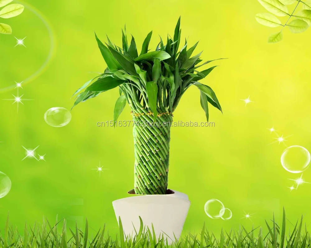 
Farm price dracaena sanderiana indoor live aquatic potted plants Chinese Fengshui wheel lucky bamboo 