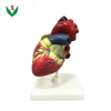 Human heart anatomic model