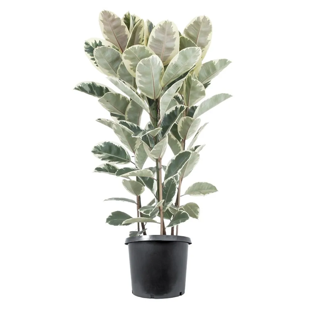 批发低价橡胶树常年 ornnamental 叶植物 ficus elastica