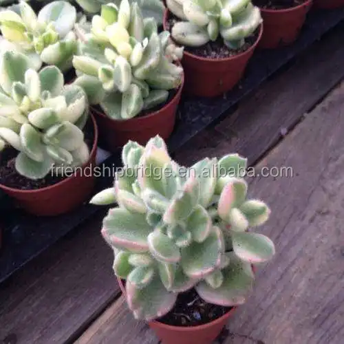 Cotyledon tomentosa 5.jpg