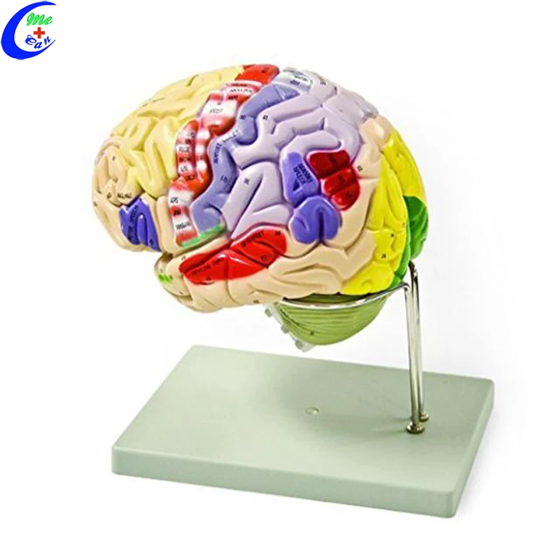 human plastic brain 3d model