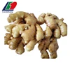 GAP Buy Fresh Young Ginger, Hawaiian Ginger For USA Market