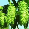 Natural Hop Flower Extract / European Hop Flower p.e / 10:1 by TLC