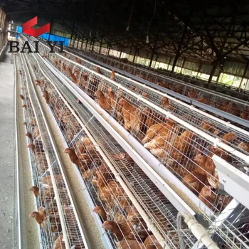 Egg Layer Chicken Cages For 5000 Birds Poultry Farm Construction - Buy ...