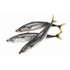 pacific mackerel sea food frozen fish horse mackerel with frozen ice jack mackerel canned fish fresh fish made with best quality