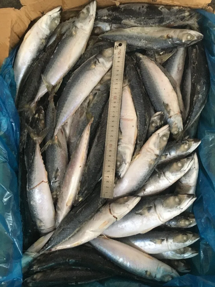 冷冻马鲭鱼/太平洋鲭鱼 - buy 马mackerel 鱼,太平洋鲭鱼,冷冻鱼