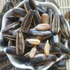 Hot Sale Factory Direct Price Suppliers Chinese Sunflower Seeds Sunflower Seeds Brands