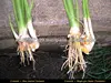 Root density increasing plant organics