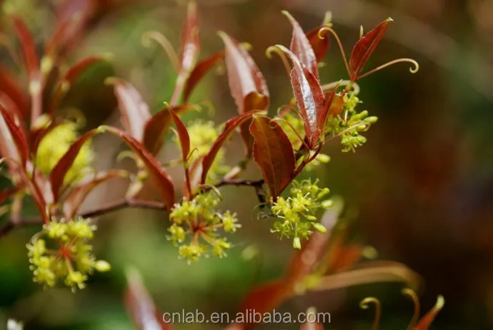 Natural And Pure Smilax China Extract Powder - Buy Herbal Smilax China ...