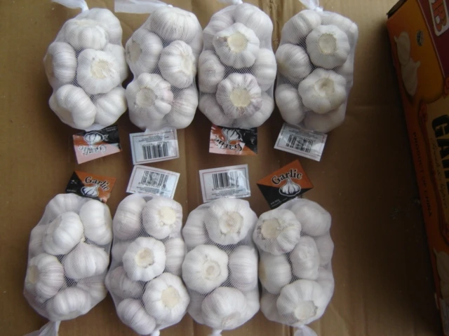 New crop fresh garlic price from China