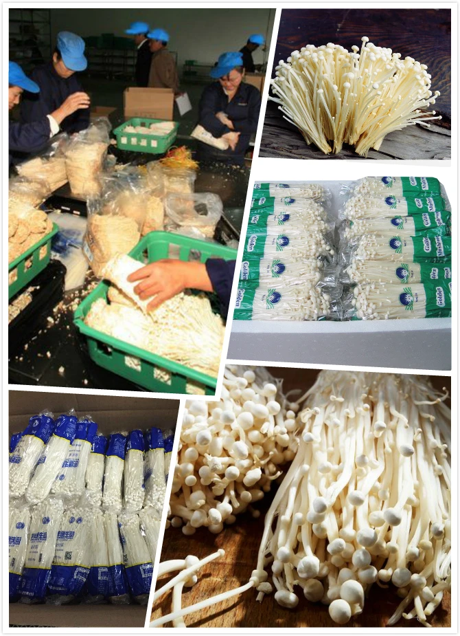 Chinese Farm Supple Fresh Enoki Mushroom Buy Enoki Mushroom,Fresh