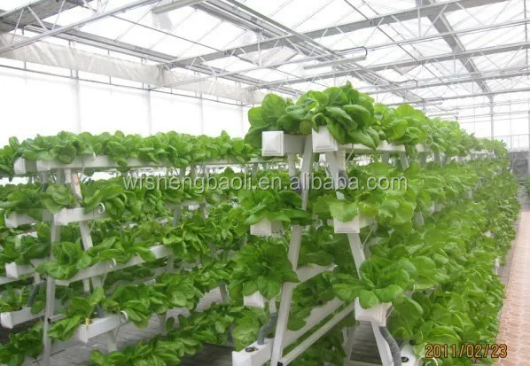 For lettuce, salad.jpg
