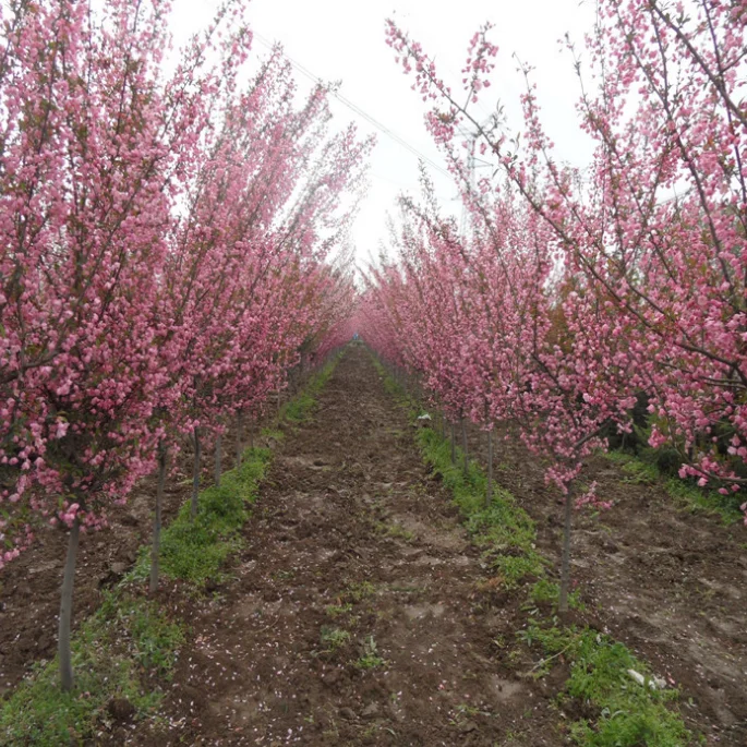 Chinese Bloeiende Crabapple Zaden Groothandel Pure Hoge Kieming Cherry Apple Boomzaden