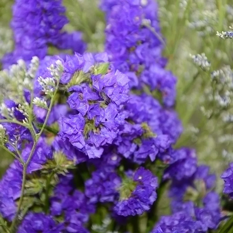 Fresh Cut Flowers Carnation Cut Flower Prices Garden Flowers Yunnan